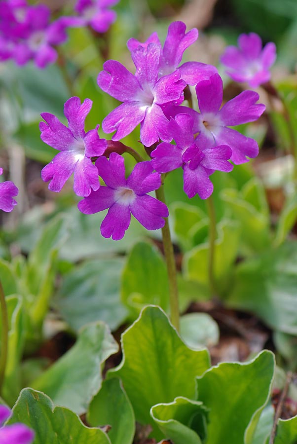 Primula polliniana (=Primula spectabilis) / Primula meravigliosa- fioritura ottobre